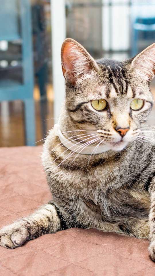 Adopción de gatitos