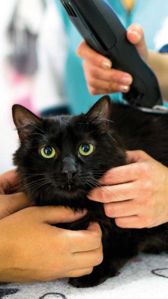 Estética de gatos en Quito